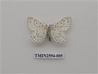 藏品(尺蛾107)的圖片